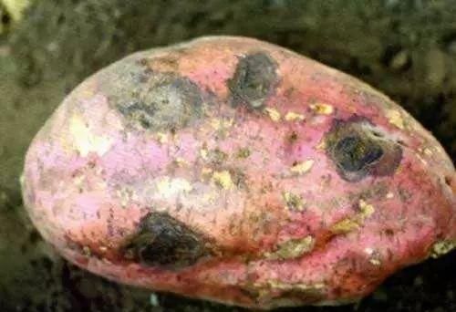 红薯长黑斑能不能吃?你想知道的都在这里