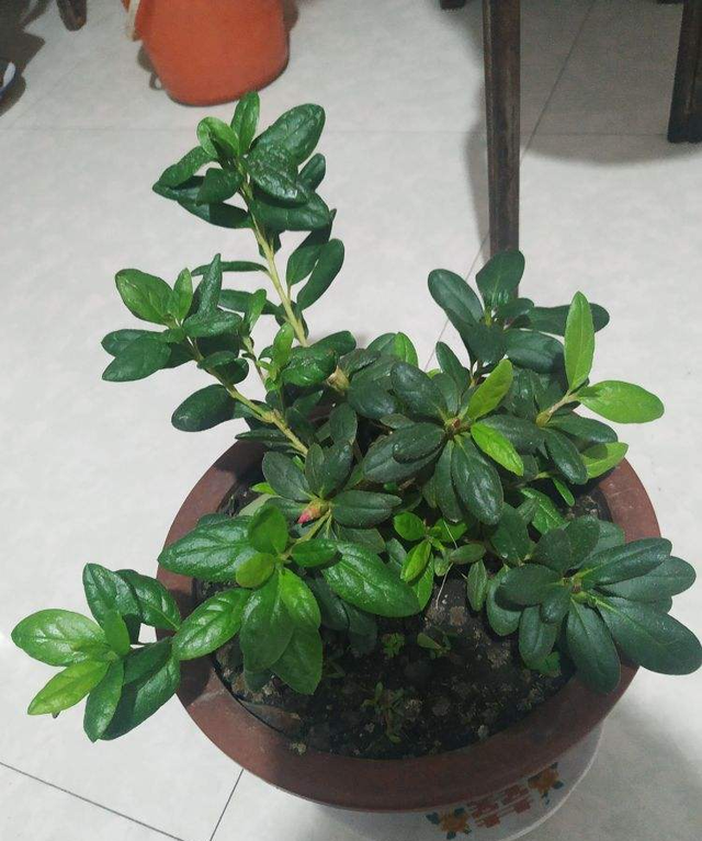 水里兑点柠檬汁,直接灌土里,花叶长得都旺盛