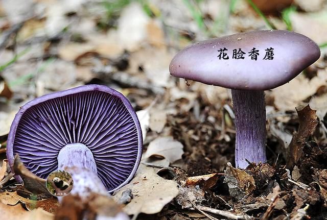 有图有样,教你识别20种蘑菇