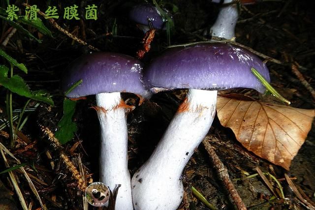 有图有样,教你识别20种蘑菇