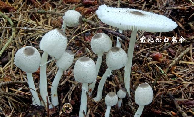 有图有样,教你识别20种蘑菇