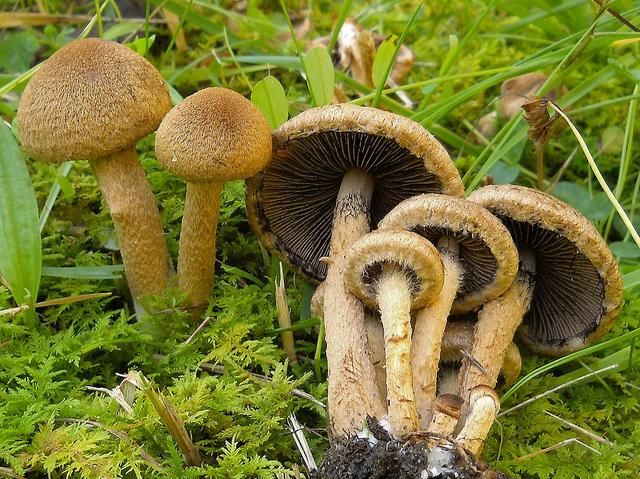 有图有样,教你识别20种蘑菇