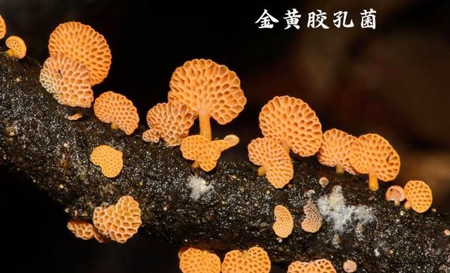 有图有样,教你识别20种蘑菇
