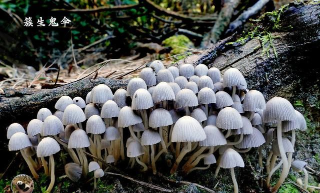 有图有样,教你识别20种蘑菇