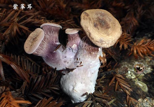有图有样,教你识别20种蘑菇