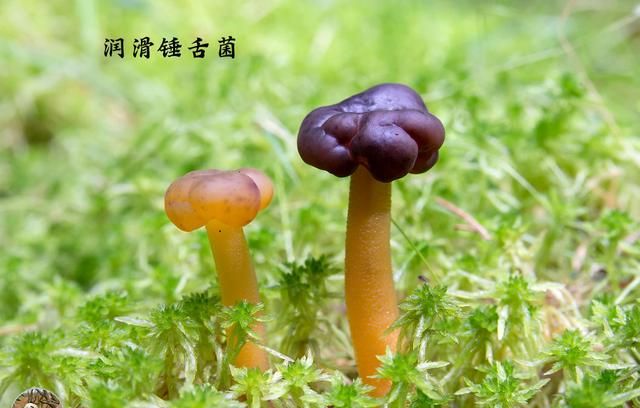 有图有样,教你识别20种蘑菇