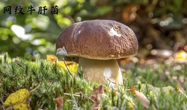 有图有样,教你识别20种蘑菇