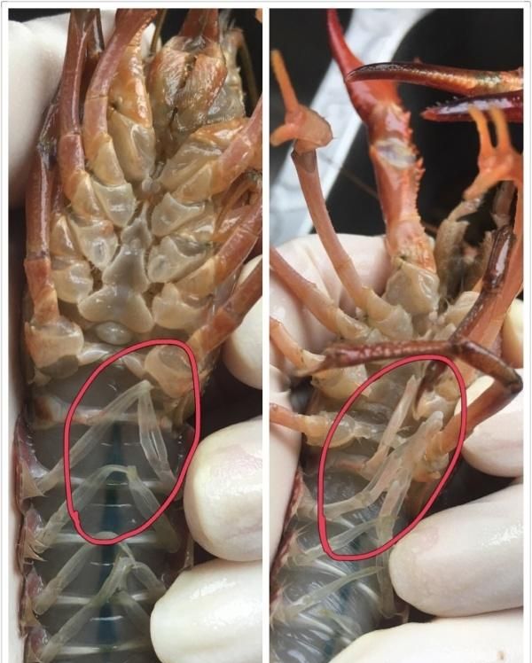 龙虾怎么炒好吃又简单的做法视频图3