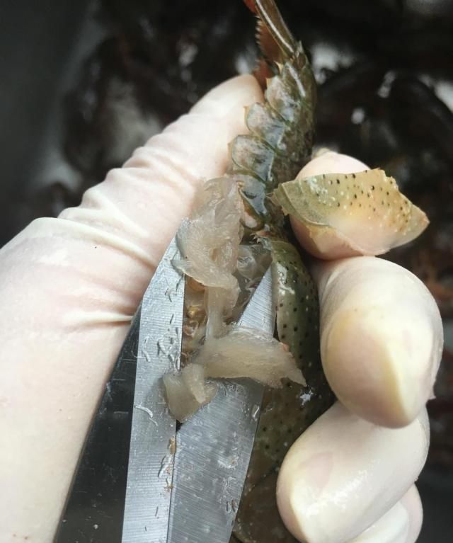 龙虾怎么炒好吃又简单的做法视频图9
