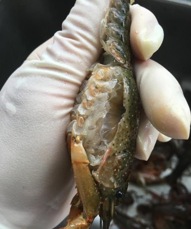 龙虾怎么炒好吃又简单的做法视频图10