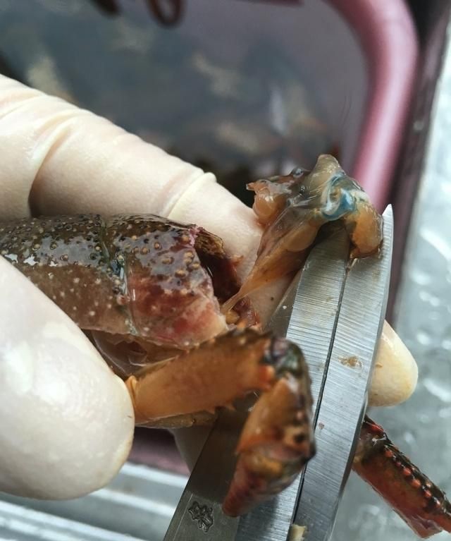 龙虾怎么炒好吃又简单的做法视频图13