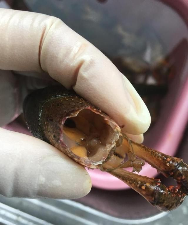 龙虾怎么炒好吃又简单的做法视频图14