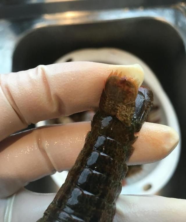 龙虾怎么炒好吃又简单的做法视频图15