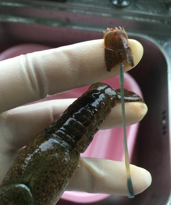 龙虾怎么炒好吃又简单的做法视频图16