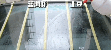 实践出真知!以后玻璃上有油膜,就用这个方法洗