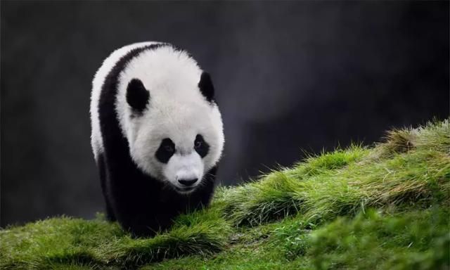 大熊猫:珍稀又有独特意义的国宝