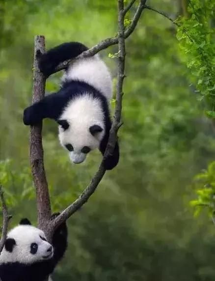 大熊猫:珍稀又有独特意义的国宝