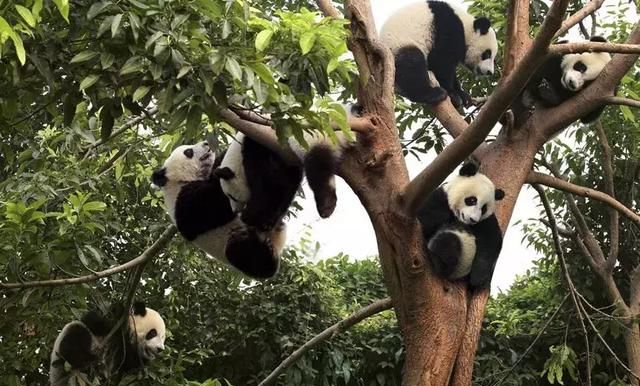 大熊猫:珍稀又有独特意义的国宝