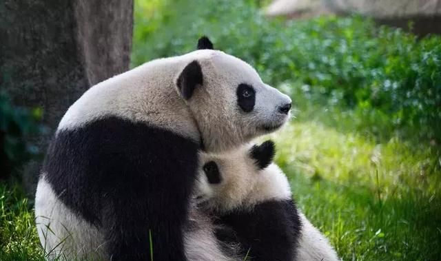 大熊猫:珍稀又有独特意义的国宝