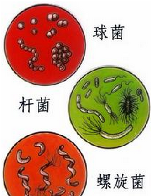 「发明创造的故事」(48)——荷兰列文虎克发明显微镜